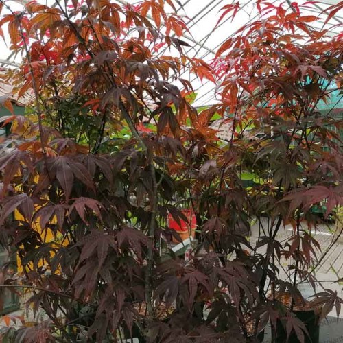 Acer palmatum Atropurpureum Japanese Maple | ScotPlants Direct
